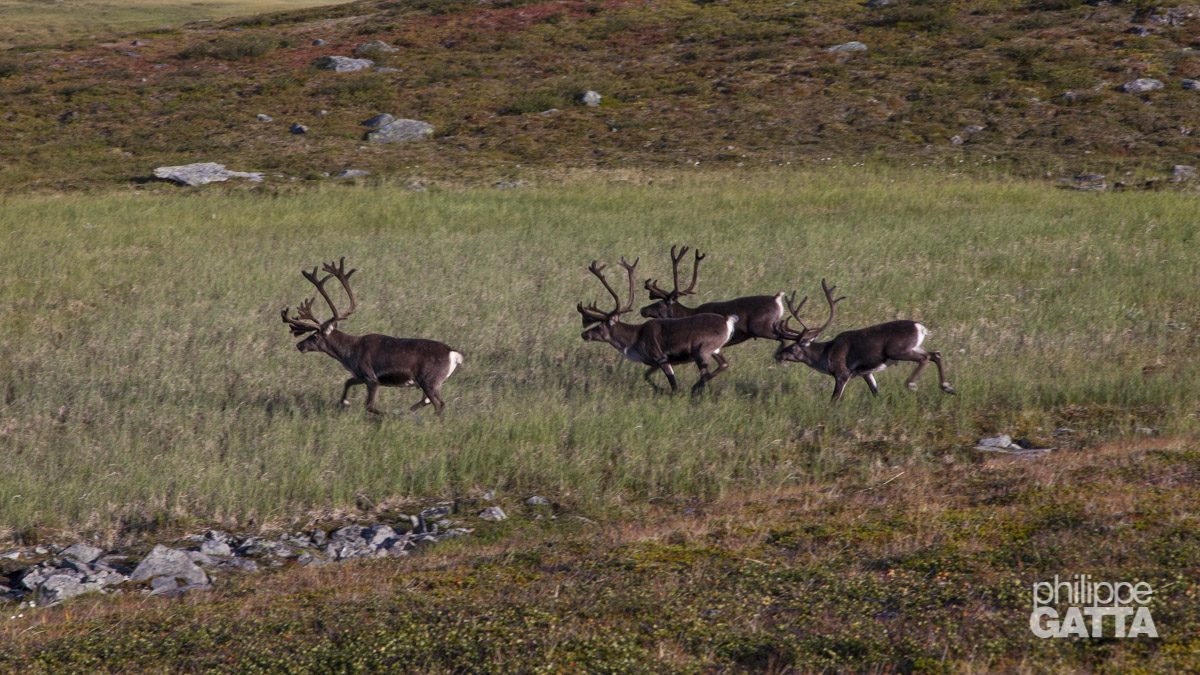 Kungsleden and Kebnekaise (© P. Gatta)